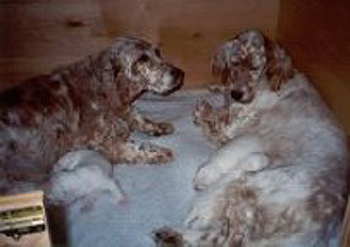 taravelvetpups